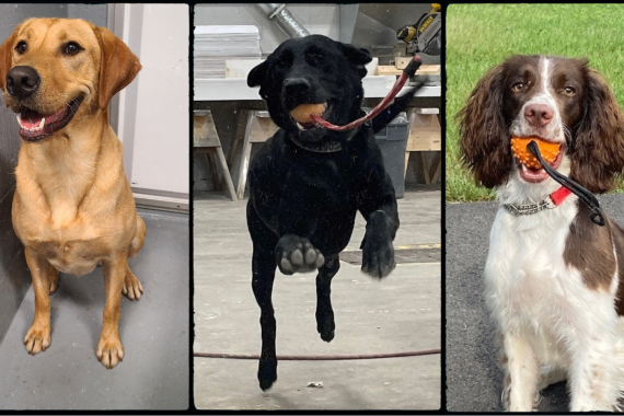Collage of 3 detector dogs