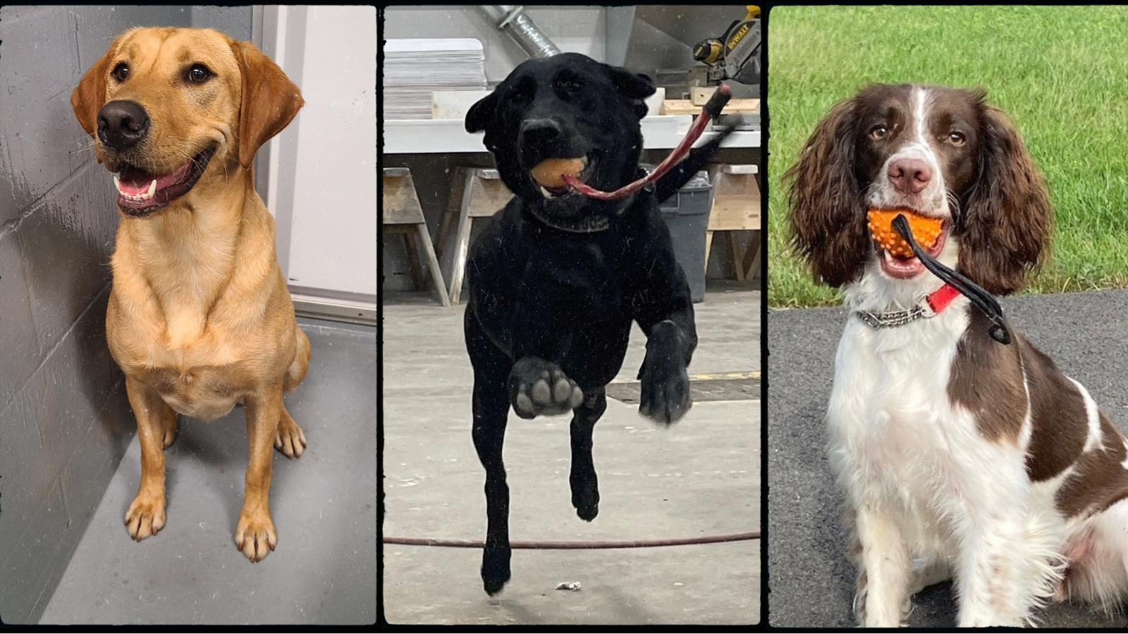 Collage of 3 detector dogs